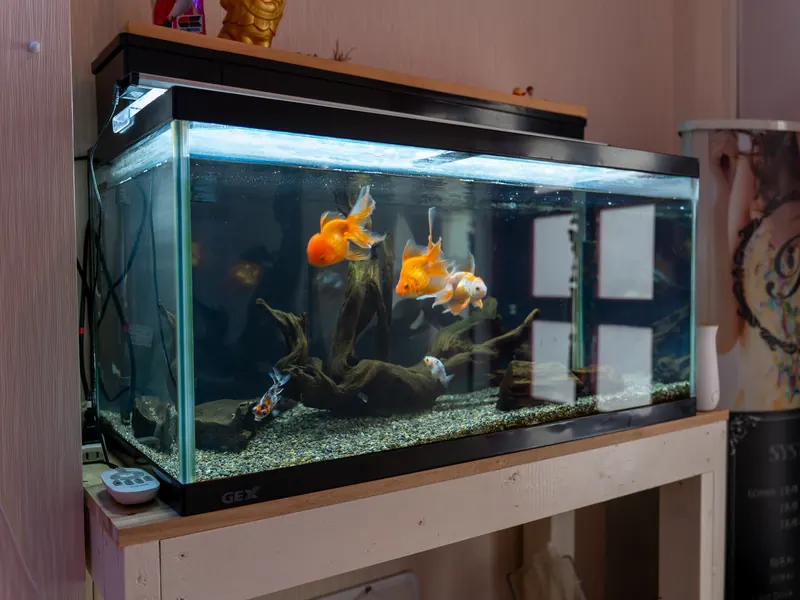 金魚の水槽